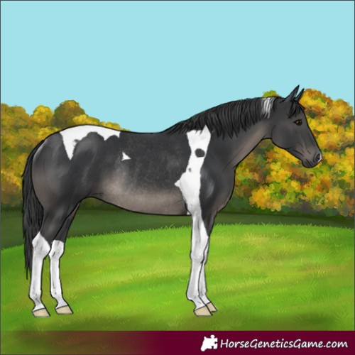Horse Color:Black Tobiano Rabicano 