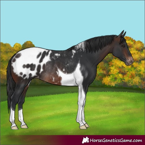 Horse Color:Brown Tobiano Blanket Rabicano