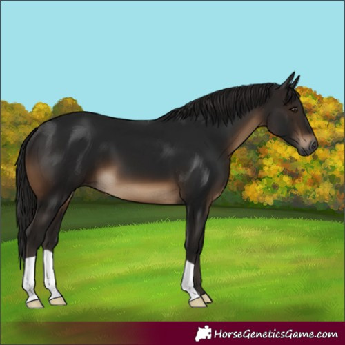 Horse Color:Gray Brown 