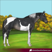 Horse Color:Black Tobiano Rabicano 
