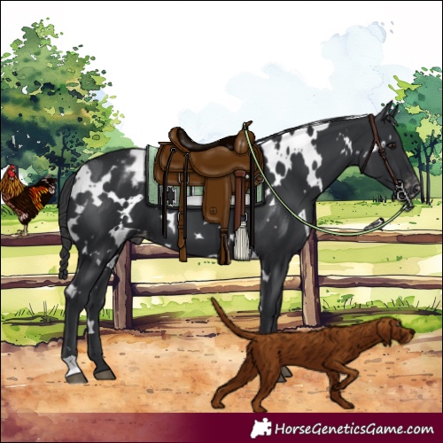 Horse Color:White Spotted Black Varnish