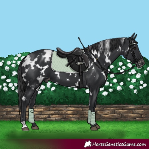 Horse Color:White Spotted Black Appaloosa