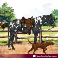 Horse Color:White Spotted Black Varnish