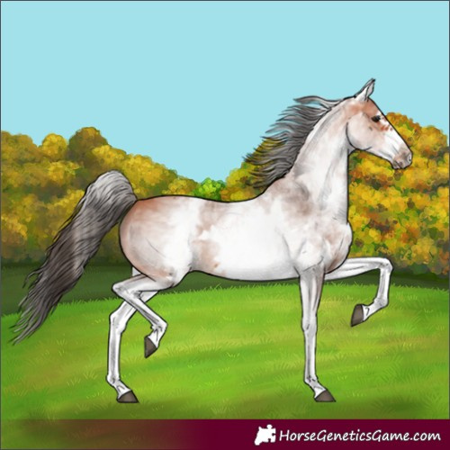 Horse Color:White Spotted Bay Sabino Frame