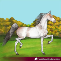 Horse Color:White Spotted Bay Sabino Frame 