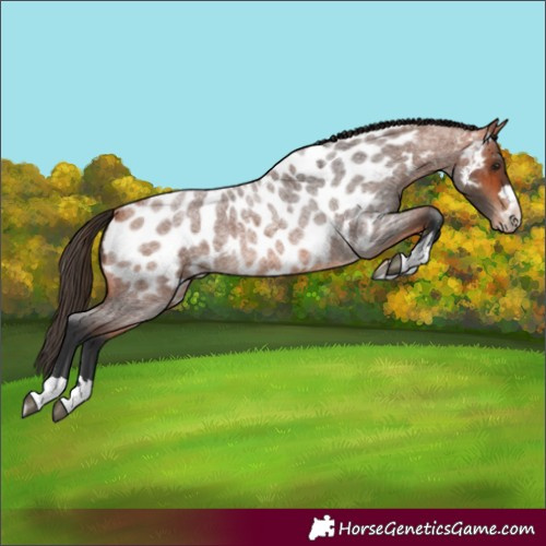 Horse Color:Bay Roan Near Leopard 