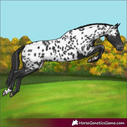 Horse Color:Black Near Leopard 