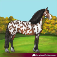 Horse Color:Brown Sabino Splash Near Leopard Rabicano
