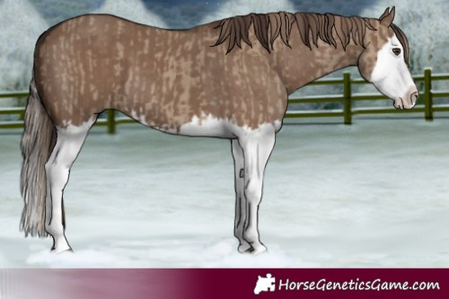 Horse Color:Liver Red Dun Splash  and Liver Red Dun Splash 