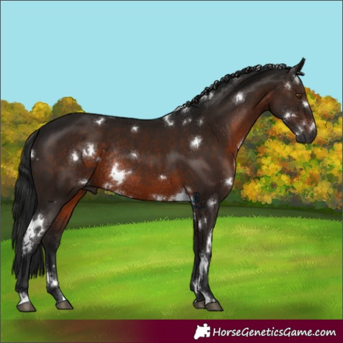 Horse Color:Gray White Spotted Brown Rabicano 