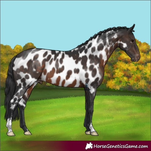 Horse Color:Brown Near Leopard 