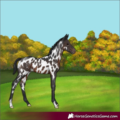 Horse Color:Brown Appaloosa