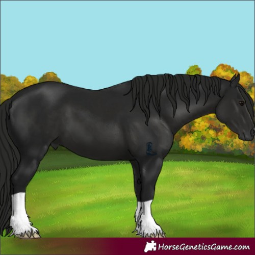 Horse Color:Gray Black 