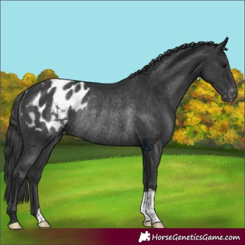 Horse Color:Black Blanket Rabicano