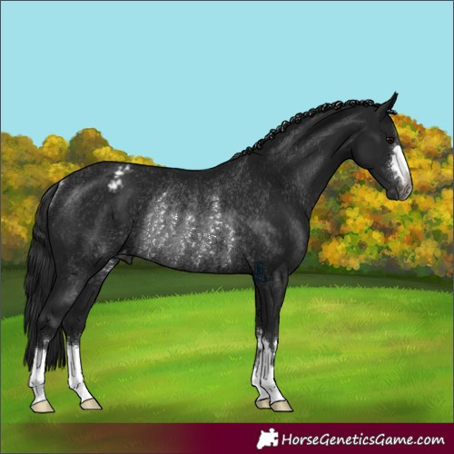 Horse Color:Gray Black Appaloosa Rabicano 