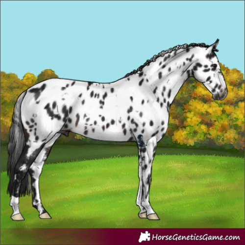 Horse Color:Gray White Spotted Brown Appaloosa Rabicano 
