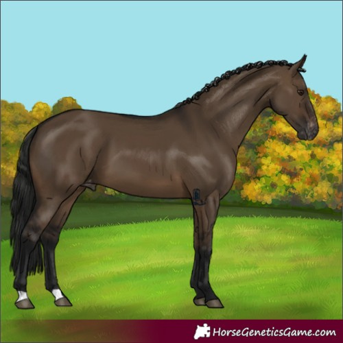 Horse Color:Gray Brown Dun Appaloosa