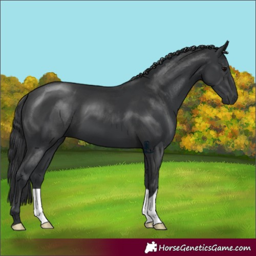 Horse Color:Black 