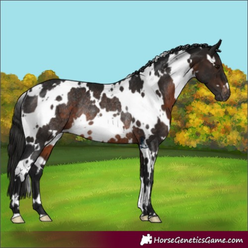 Horse Color:Gray White Spotted Brown Appaloosa Rabicano