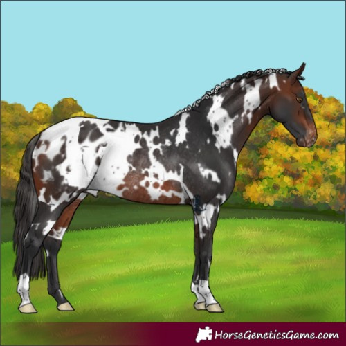 Horse Color:White Spotted Brown Appaloosa Rabicano 