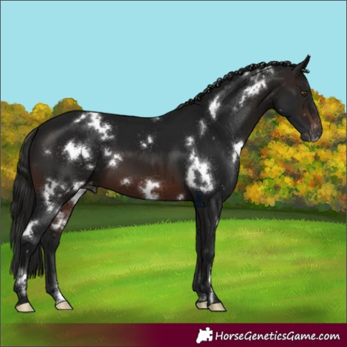 Horse Color:Gray White Spotted Brown Appaloosa