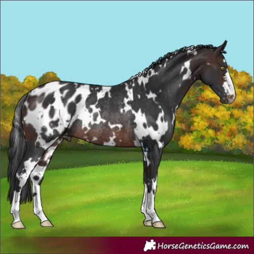 Horse Color:White Spotted Brown Appaloosa Rabicano