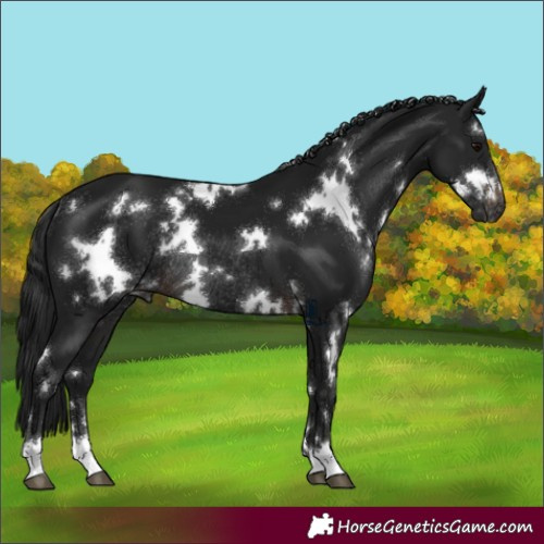 Horse Color:Gray White Spotted Brown Appaloosa Rabicano 