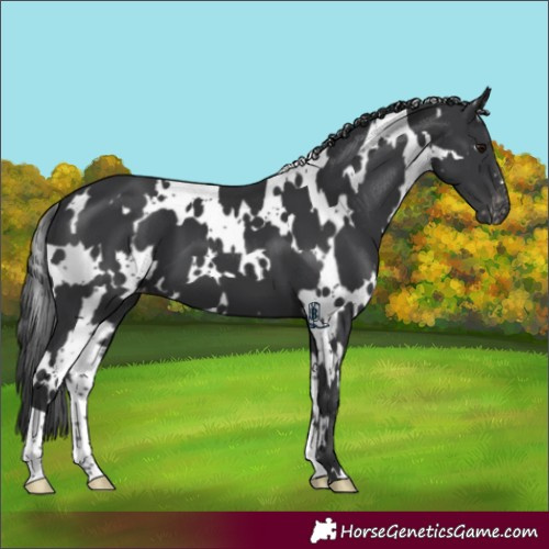 Horse Color:White Spotted Black Appaloosa 