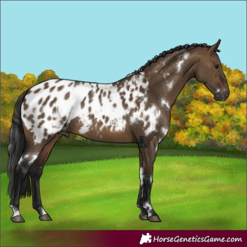 Horse Color:Gray White Spotted Bay Dun Appaloosa Rabicano 