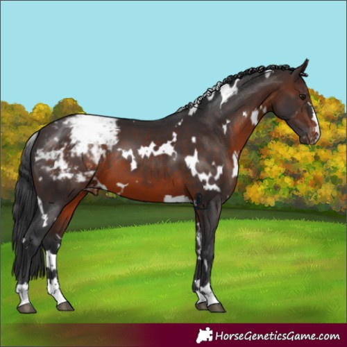 Horse Color:White Spotted Brown Appaloosa
