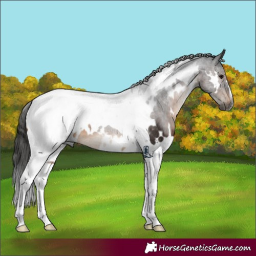 Horse Color:Gray White Spotted Brown Tobiano Appaloosa Rabicano