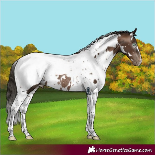 Horse Color:Gray White Spotted Brown Pearl Tobiano Appaloosa Rabicano