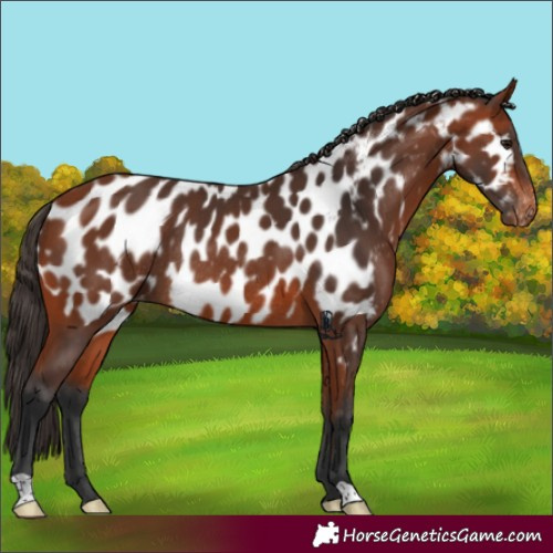 Horse Color:Bay Appaloosa Rabicano