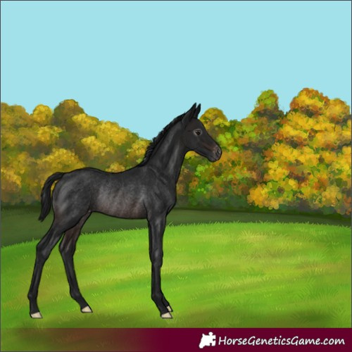 Horse Color:Gray Brown Appaloosa Rabicano 