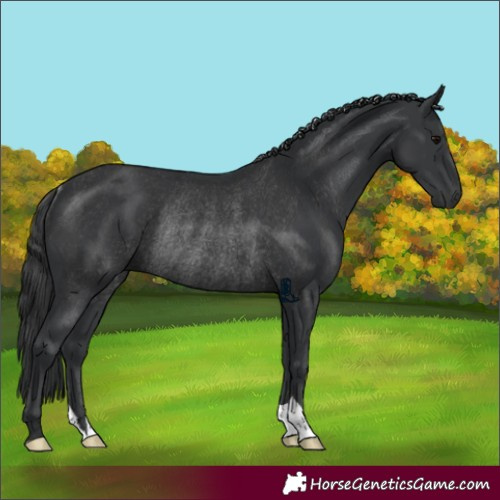Horse Color:Black Rabicano 