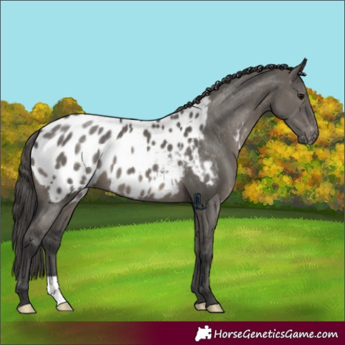 Horse Color:Grullo Blanket 