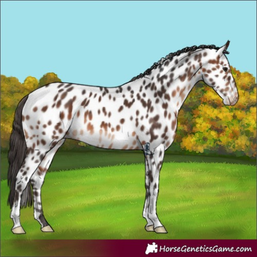 Horse Color:Brown Near Leopard