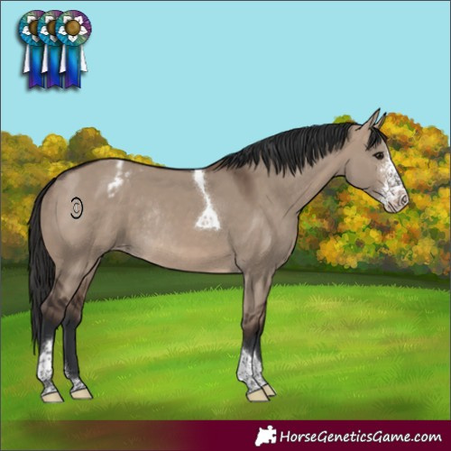Horse Color:Brown Dun Sabino Tobiano Appaloosa Rabicano
