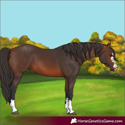 Horse Color:Brown 