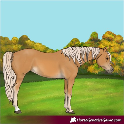 Horse Color:Palomino 