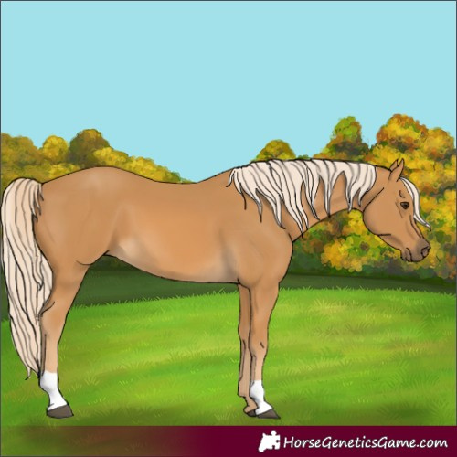 Horse Color:Palomino 