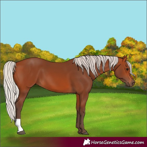 Horse Color:Silver Bay