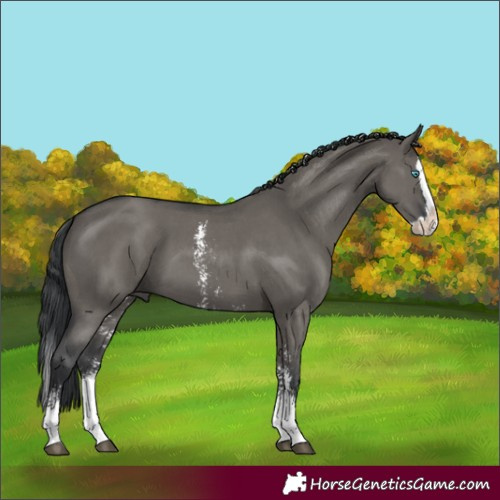 Horse Color:Grullo Sabino Splash 