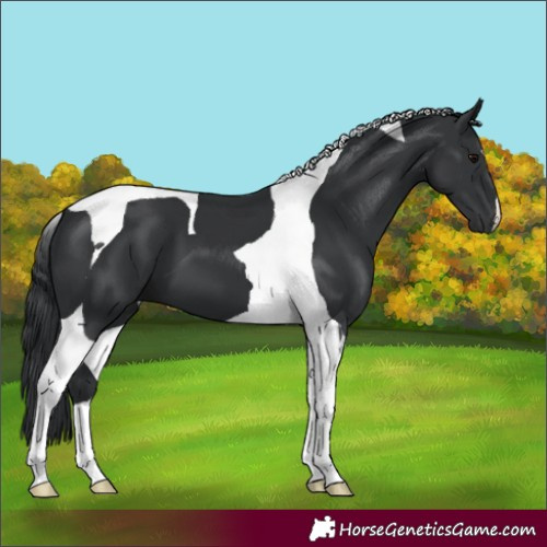 Horse Color:Black Tobiano 