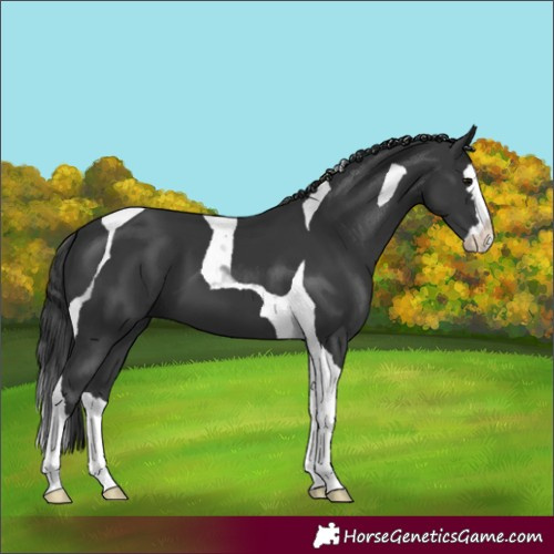 Horse Color:Black Splash Tobiano 