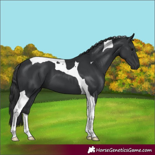 Horse Color:Black Tobiano