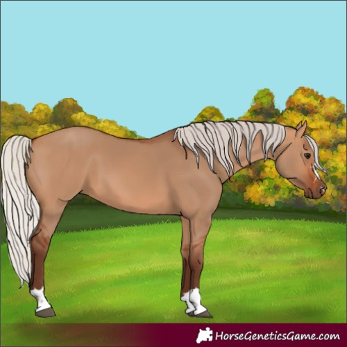 Horse Color:Silver Bay Dun 