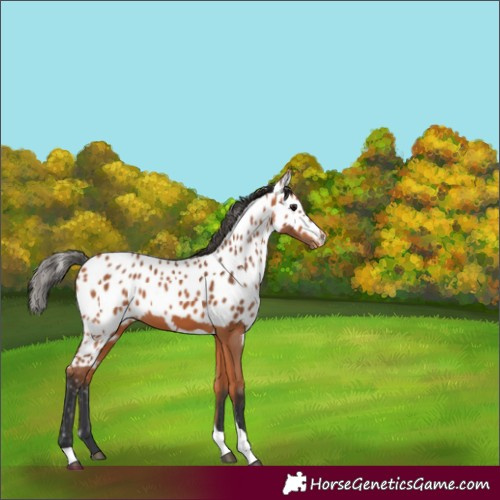 Horse Color:Bay Tobiano Skewed Appaloosa
