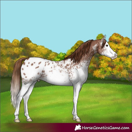 Horse Color:White Spotted Chestnut Sabino Splash Blanket