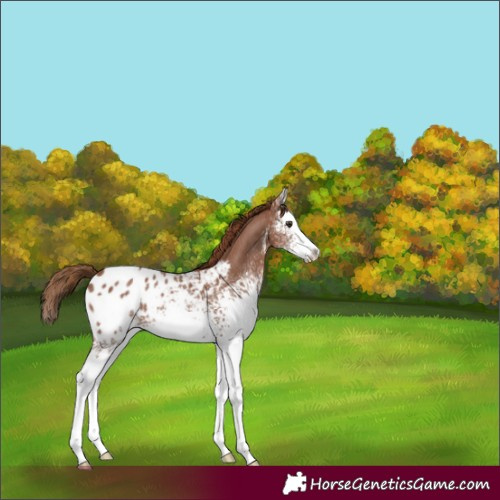 Horse Color:White Spotted Chestnut Sabino Splash Appaloosa 